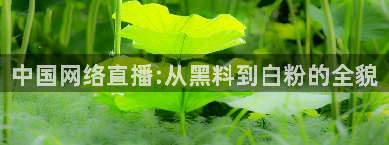 24小时吃瓜不间断：中国网络直播:从黑料到白粉的全貌
