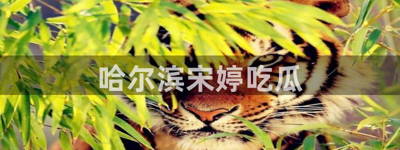 51cg今日吃瓜热门大瓜：哈尔滨宋婷吃瓜